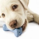 The Best “Indestructible” Dog Toys
