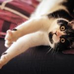 Foster a Pet – The Story of Ashley and Clive