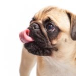 Does Your Dog Need Wet or Dry Food?