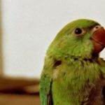 Finding an Avian Vet – Qualified Pet Care for Your Bird