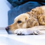 Tips & Tricks for Working Pet Owners
