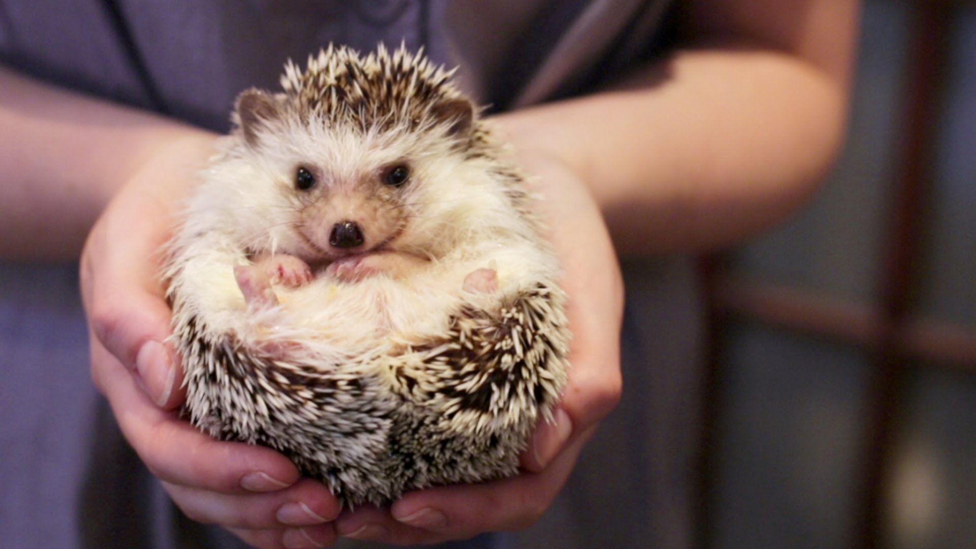 hedgehog - Copy