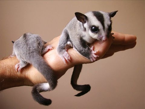 sugarglider - Copy