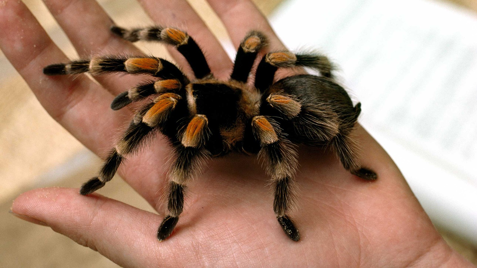 tarantula-closeup-hand - Copy