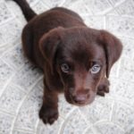 What You Need to Know About Your First Puppy