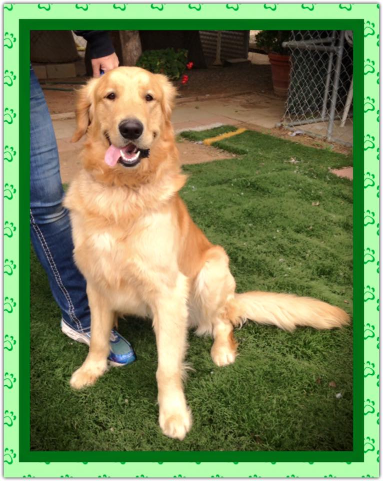 Retrievers and Friends of Southern California - Best4Pets