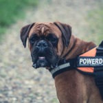 Everything You Need To Know About Service Dogs