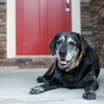 Wagging Seniors: Why adopting a Senior dog may be a better fit for you!