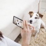 How to Instagram your Pet
