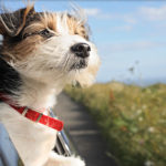 5 Tips for traveling with your Pet!