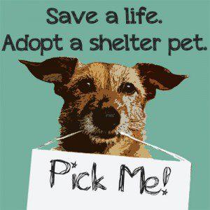 Picking the Right Shelter Dog for You!
