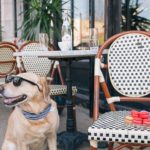 5 Spots to Dine with your Dog in Houston